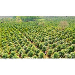 Café en grains VIETNAM Robusta