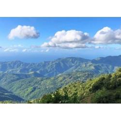 Café Arabica Blue Mountain...