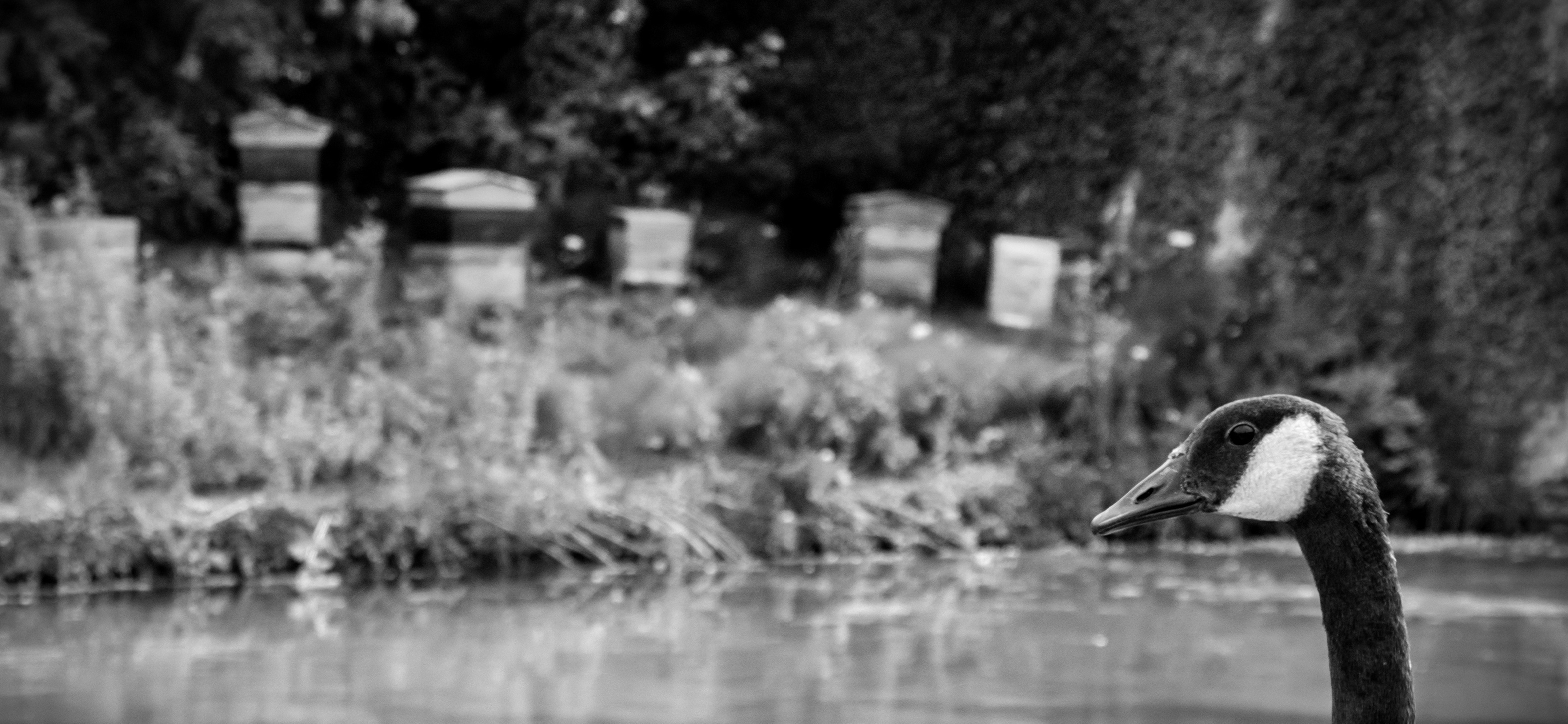 ruche naturabeille