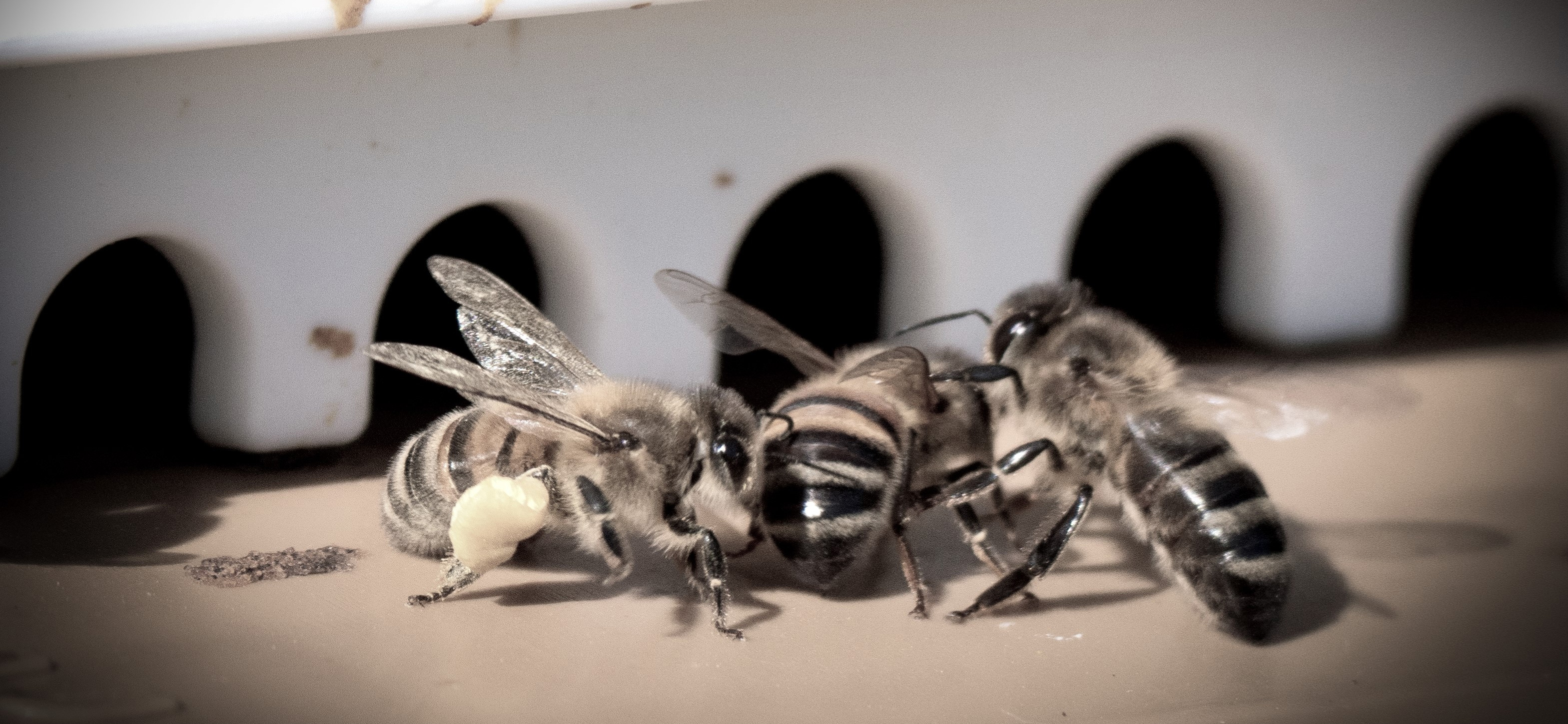 abeille naturabeille